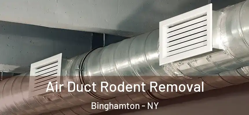  Air Duct Rodent Removal Binghamton - NY